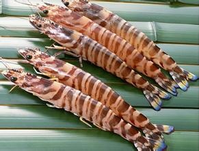 對(duì)蝦冷庫貯藏技術(shù)，低溫冷庫安裝